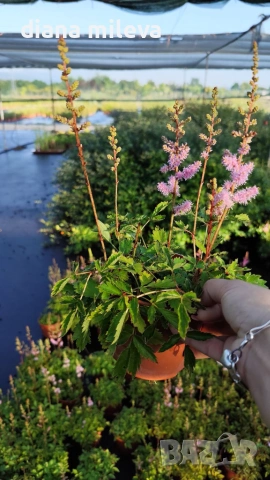 Астилбе, Astilbe, многогодишно за сянка!!, снимка 11 - Градински цветя и растения - 55288069