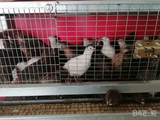 Млади пътпъдъци , снимка 3 - Други - 55404832