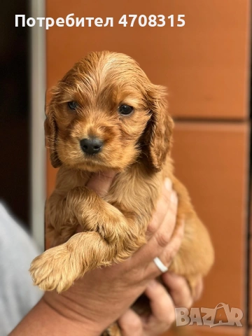 Кокер шпаньол червен цвят момче ваксина, снимка 7 - Кокер шпаньол - 54098423