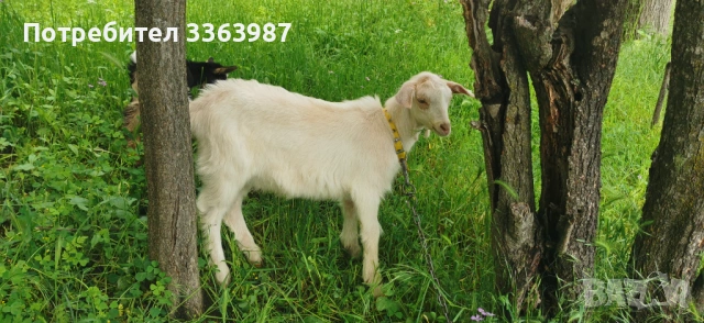 Кози за продажба , снимка 5 - Кози - 54659947