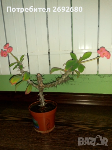 Исусов венец червено към розово