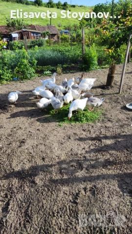 Продавам гъски , снимка 3 - други­ - 54725967