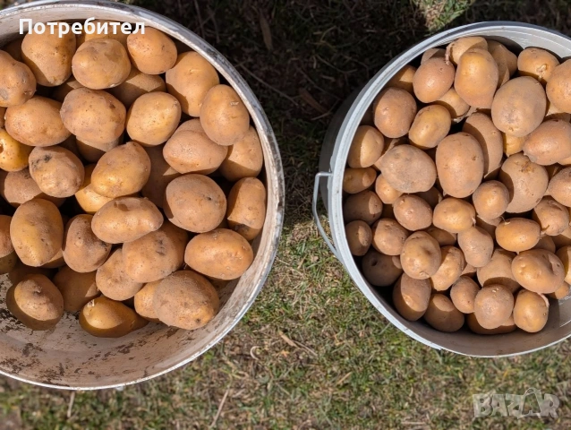 Картофи сорт Сорая, за консумация и семе