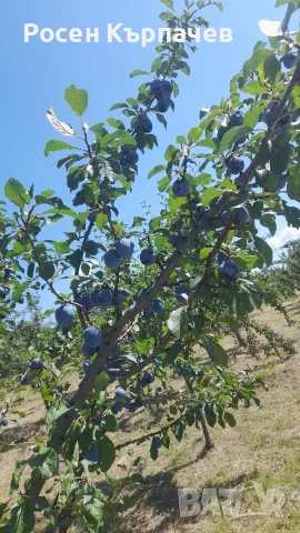 Продавам пресни сини сливи 