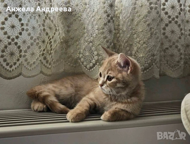 Британско мъжко коте търси своя любящ дом❤️  