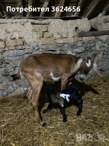 англо нубийски кози, снимка 4 - Кози - 54003597