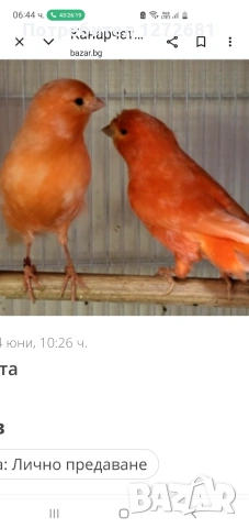 Канарчета д4войка оранжеви мъжко и женско