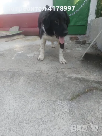   Любимци кучета !!!