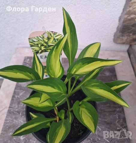 МНОГОГОДИШНИ ЦВЕТЯ, снимка 3 - Градински цветя и растения - 54703380