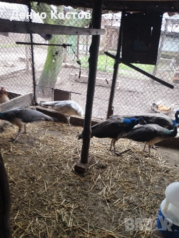 Пауни Индийски едногодишни, снимка 2 - други­ - 53961562