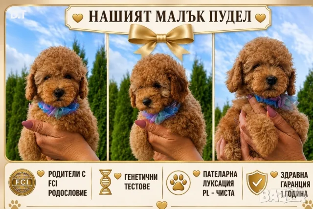 Мини пудел момченце- FCI, GENETIC,PL