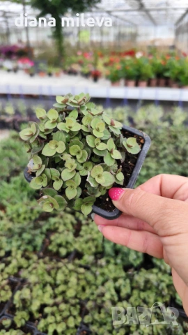 Кализия, Callisia Repens Care, снимка 17 - Стайни растения - 42265579