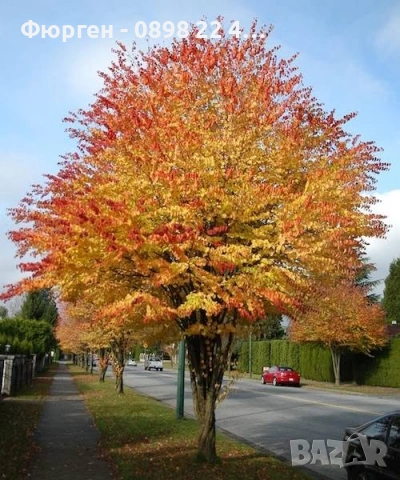 Карамелено дърво (Японска кацура) – Cercidiphyllum japonicum, снимка 4 - Разсади - 54934243