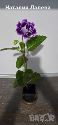 Каменно цвете, глоксиния, Gloxinia, снимка 4 - Стайни растения - 54774031