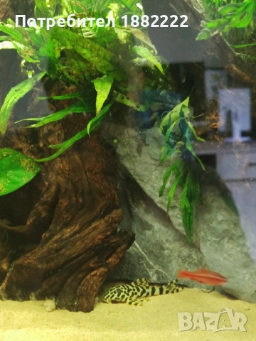Loricaria sp. Rio Atabapo и L168 pleco, снимка 2 - Рибки - 54131889