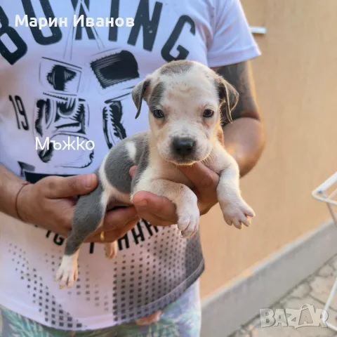 Сини питбулчета , снимка 6 - Питбул - 55629640