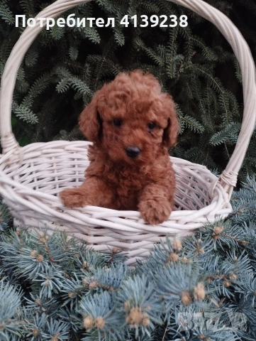 Той Пудел , снимка 6 - Пудели - 54032133