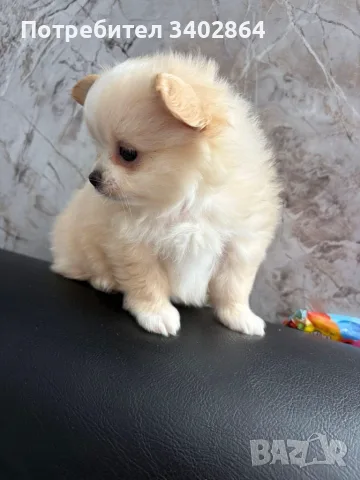 Pomeran mini pomeran