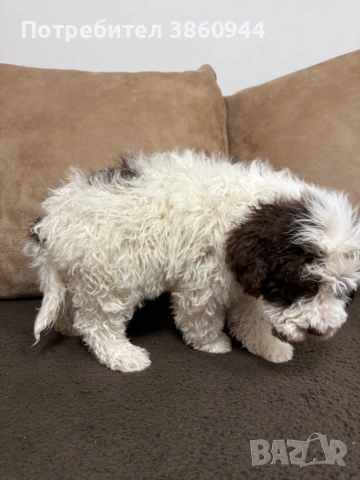 Женско лагото романьол, снимка 5 - Други - 54242943