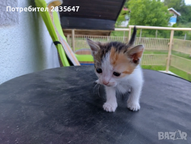 4-ри страхотни котенца!, снимка 4 - Други - 54745700