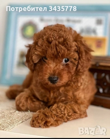 пудел той мини/poodle toy/