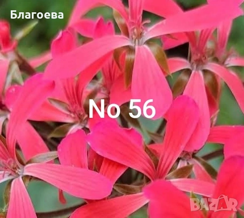 Сортово Мушкато 3 €, снимка 2 - Стайни растения - 44395633