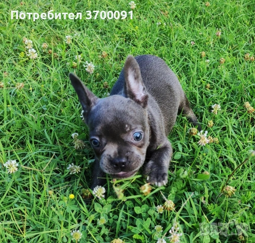 син френски булдог , снимка 4 - Френски булдог - 55152701