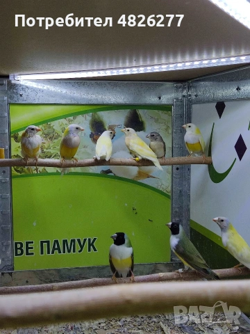 Гулдови амадини ..... 2026......