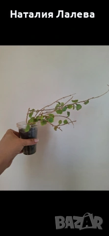 Хоя, hoya kanyakumariana, снимка 3 - Стайни растения - 54560239