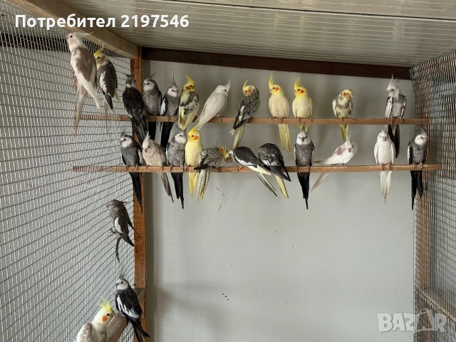 Корели различни цветове , снимка 3 - Папагали - 55267207