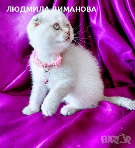 Скоттиш Фолд със сини очи , снимка 7 - Британска късокосместа - 54576395