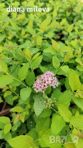 Японска спирея Голден принцес, Spiraea japonica Golden princess, снимка 14 - Градински цветя и растения - 55417808