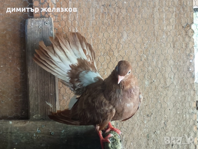 Старозагорски арапи и лимони, снимка 5 - Гълъби - 55273570