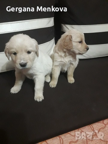 чистокръвни Лабрадори трилъри, снимка 5 - Лабрадор ретривър - 54070592