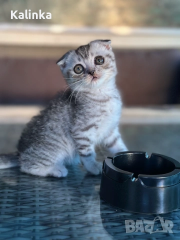 Мъжко шотландско клепоухо сребърно котенце , снимка 3 - Други - 55096948