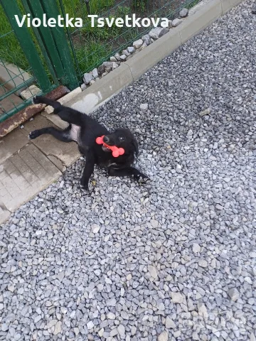 🐶 Продавам прекрасни кученца! 🐶 Търсят своя нов, любящ дом! ❤️ Малки, здрави, игриви, снимка 9 - Немска овчарка - 55397941