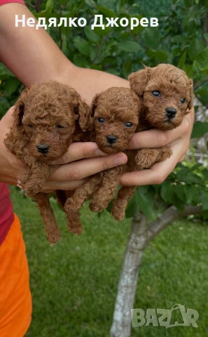 Пудел Той/Poodle toy, снимка 2 - Пудели - 55192254
