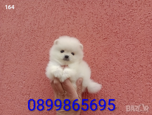 Мъжки мини Померан. Реални снимки от 27.04.26 г. 