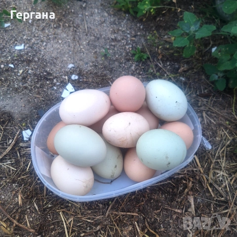 Домашни кокоши яйца, снимка 2 - Домашни продукти - 54802431