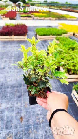 Османтус Гошики, Osmanthus heterophyllus Goshiki, снимка 5 - Градински цветя и растения - 54609924