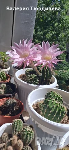 цветя,кактуси,дърво на живота,малки палмички фурми