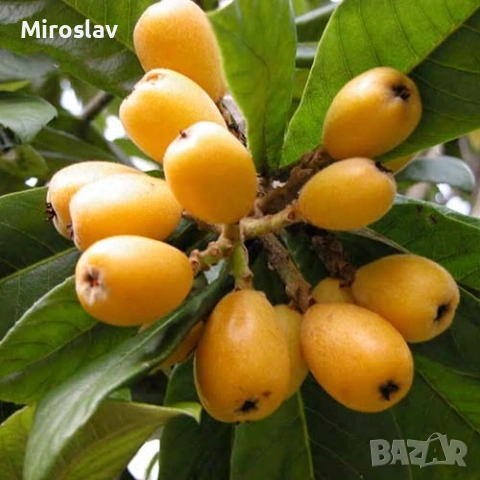 Японска мушмула 
