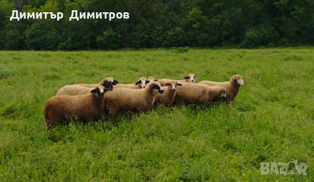 продавам 10 агнета ,коза и две ярета , снимка 2 - Овце - 54583764