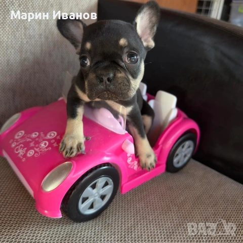 Френско булдоче момиче
