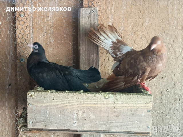 Старозагорски арапи и лимони, снимка 6 - Гълъби - 55273570