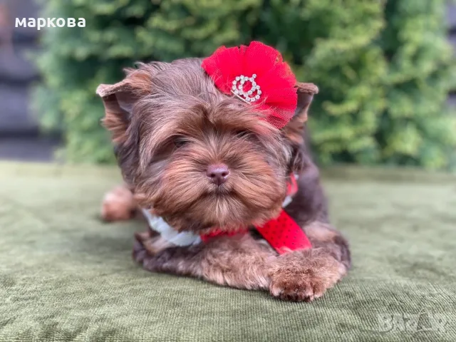 йоркширски териерчета с родословие.
