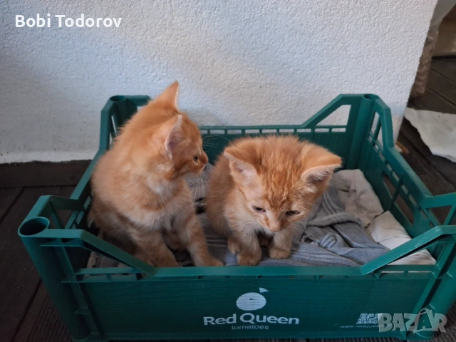 4 малки котета за подаряване