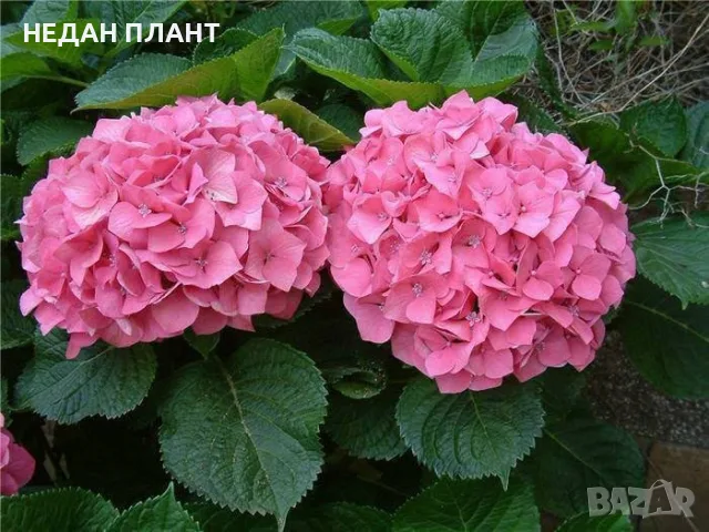 Хортензия за сянка, снимка 3 - Градински цветя и растения - 55686278