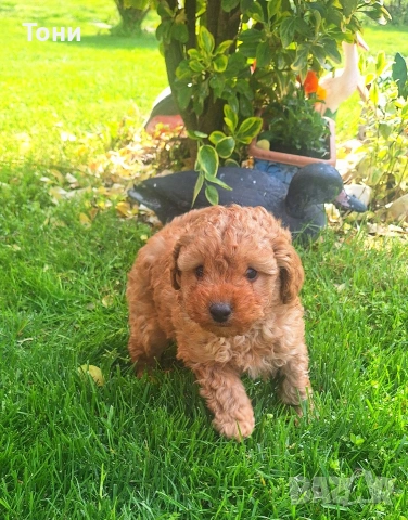 Той Пудел мини , снимка 6 - Пудели - 54179730