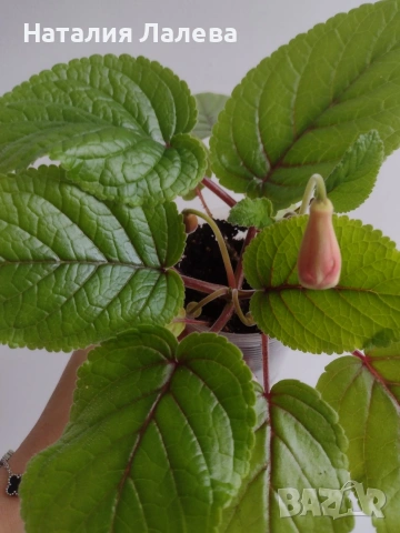 Синингия, sinningia Calyx Noid